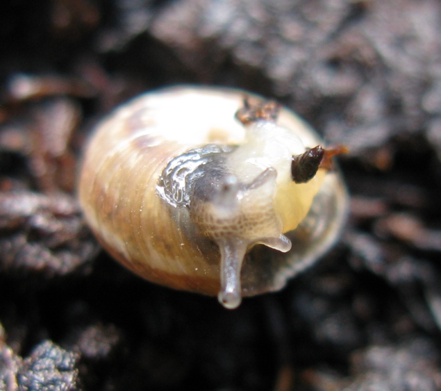 Gastropoda da determinare ?