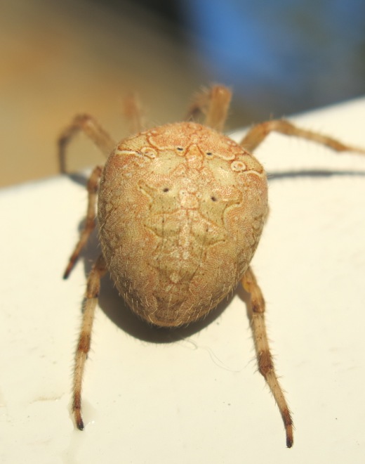 Araneus diadematus - Acquapendente (VT)