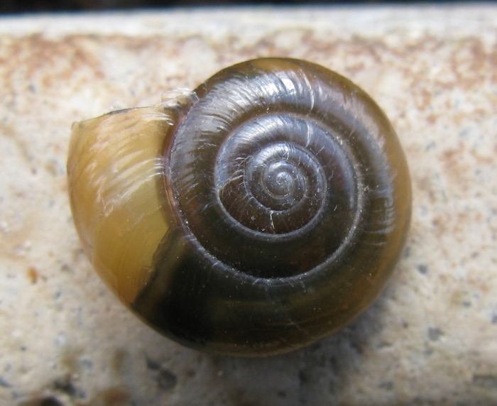 gastropoda da determinare 1 ?