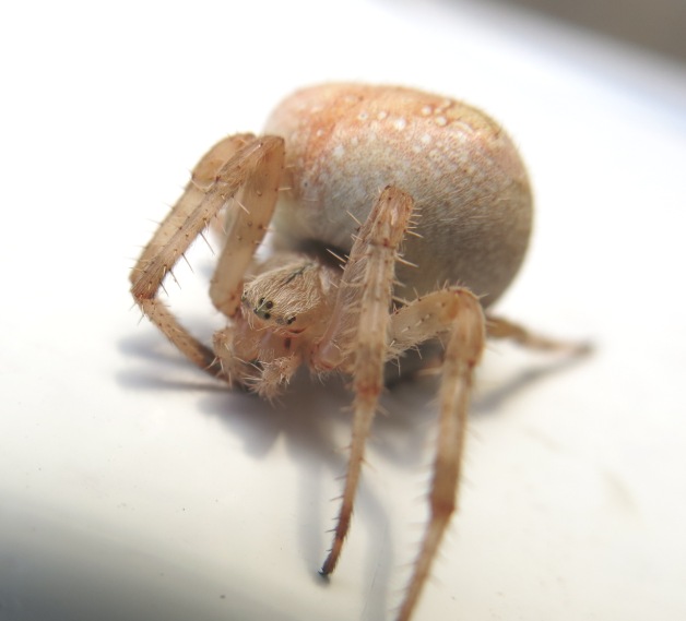 Araneus diadematus - Acquapendente (VT)