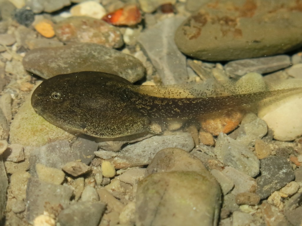 girini di ? Rana italica