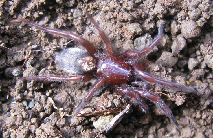 Scotophaeus blackwalli - Acquapendente (VT)