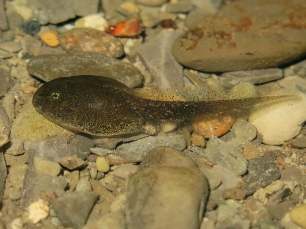 girini di ? Rana italica