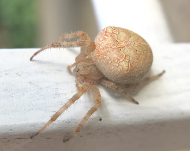 Araneus diadematus - Acquapendente (VT)