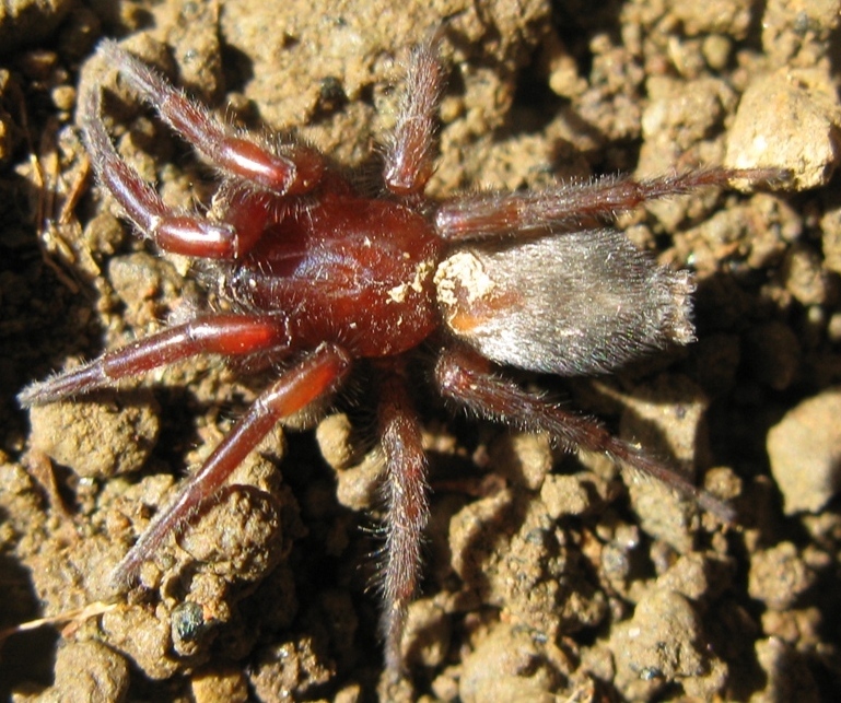 Scotophaeus blackwalli - Acquapendente (VT)