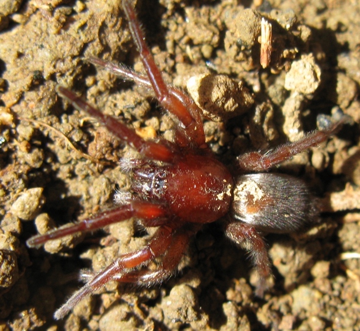 Scotophaeus blackwalli - Acquapendente (VT)