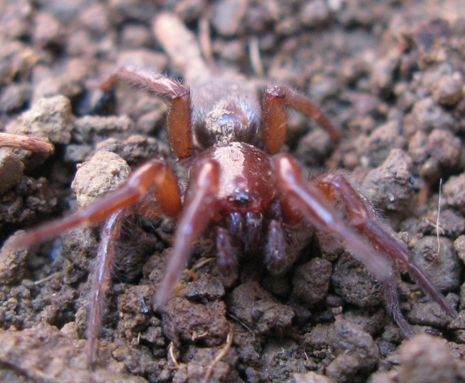 Scotophaeus blackwalli - Acquapendente (VT)