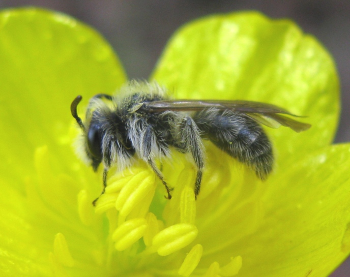 imenotterino da determinare: maschio di Andrena sp.