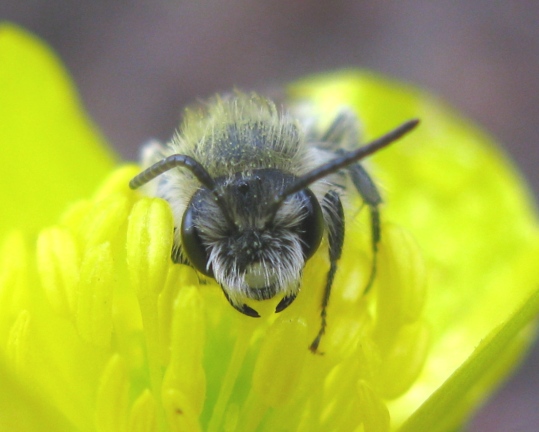 imenotterino da determinare: maschio di Andrena sp.