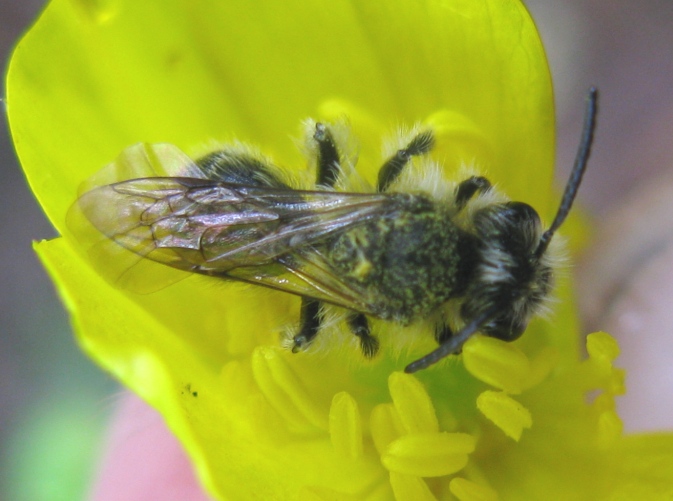 imenotterino da determinare: maschio di Andrena sp.