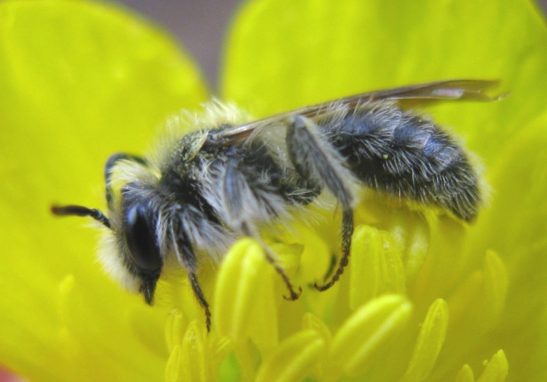 imenotterino da determinare: maschio di Andrena sp.