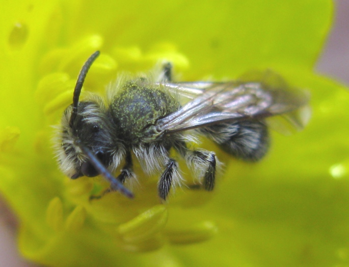 imenotterino da determinare: maschio di Andrena sp.