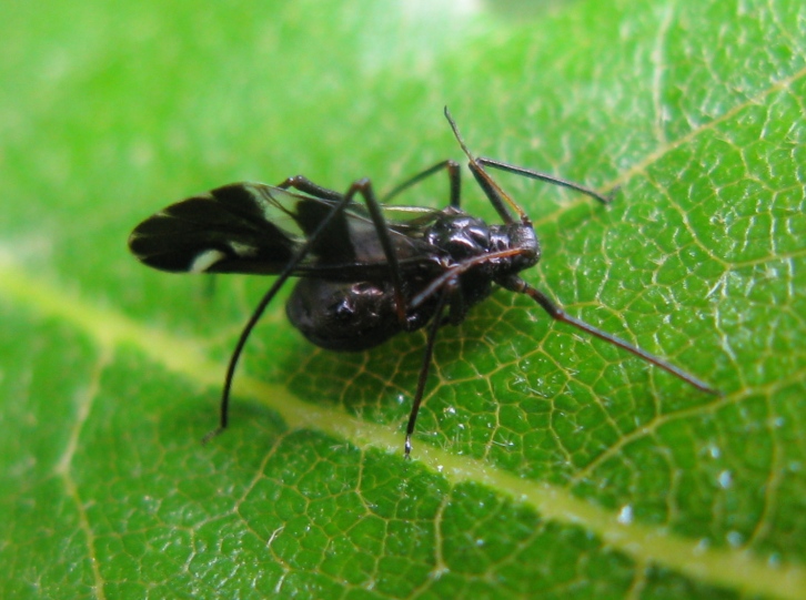 Afide con ali nero/bianco da identificare : Lachnus roboris