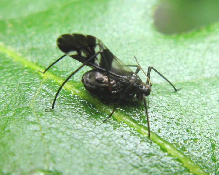 Afide con ali nero/bianco da identificare : Lachnus roboris