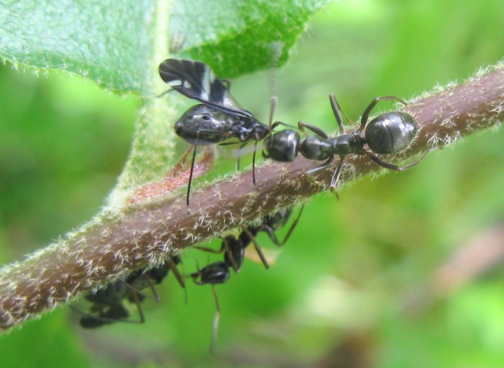 Formicidae da determinare 9 ?