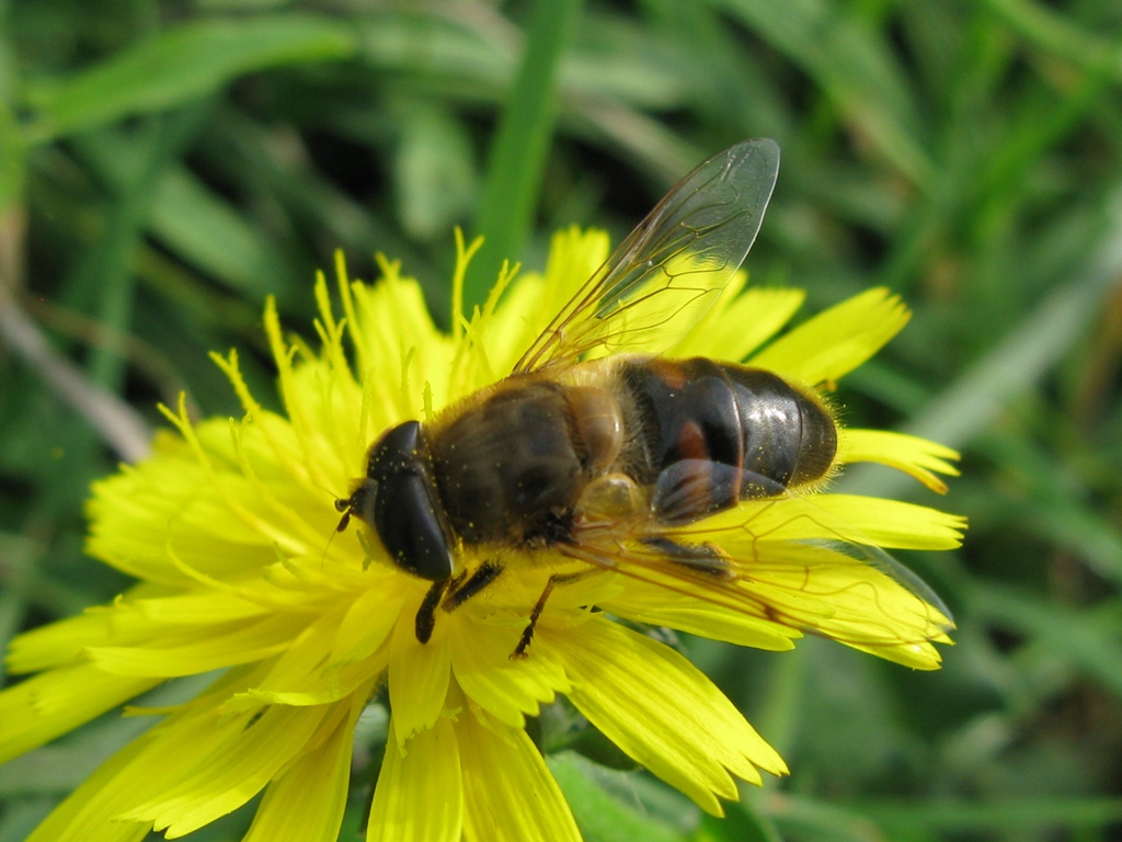 eristalis da determinare?