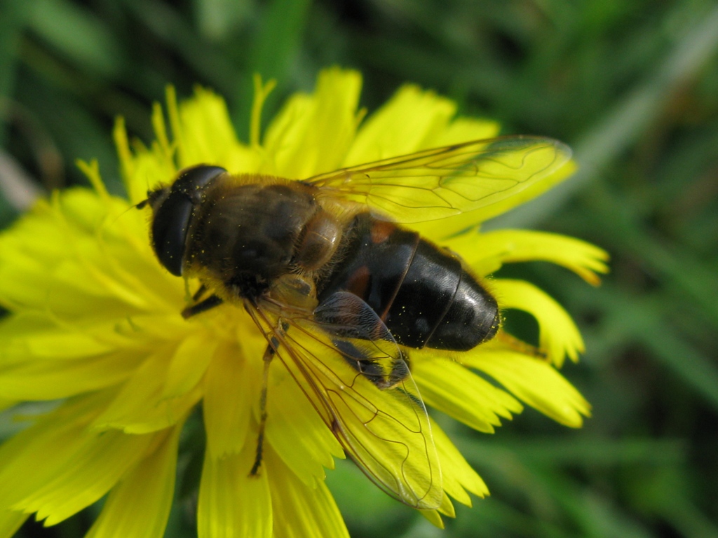 eristalis da determinare?