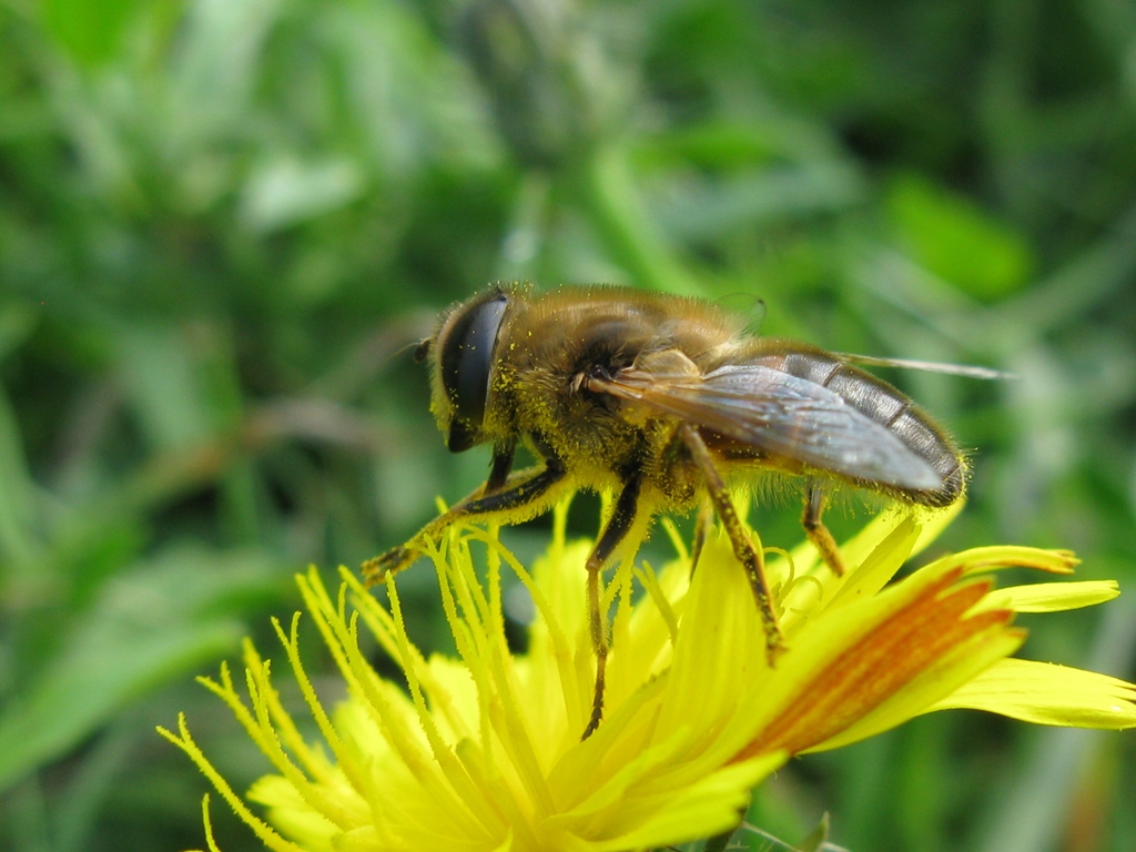 eristalis da determinare?