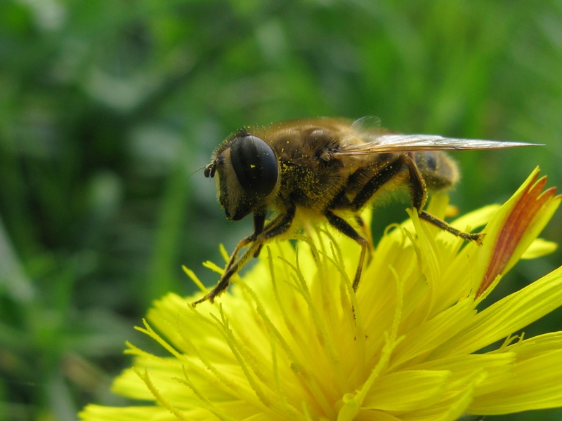 eristalis da determinare?