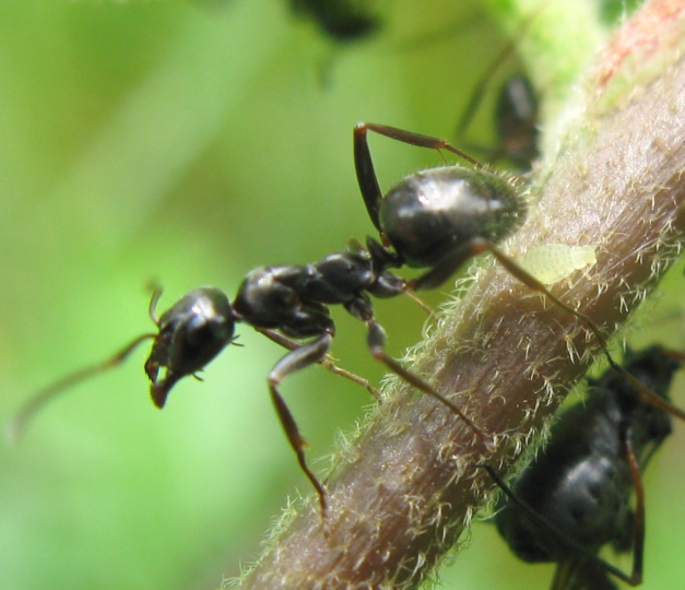 Formicidae da determinare 9 ?