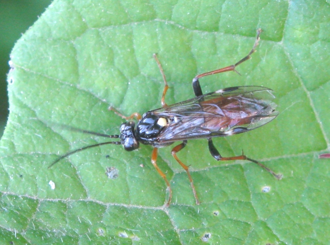 Ichneumonidae? No. Tenthredinidae: Tenthredopsis sp.