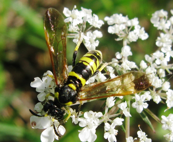 Tenthredinidae da determinare ?