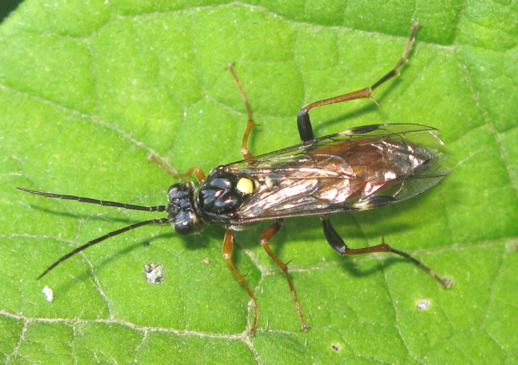 Ichneumonidae? No. Tenthredinidae: Tenthredopsis sp.