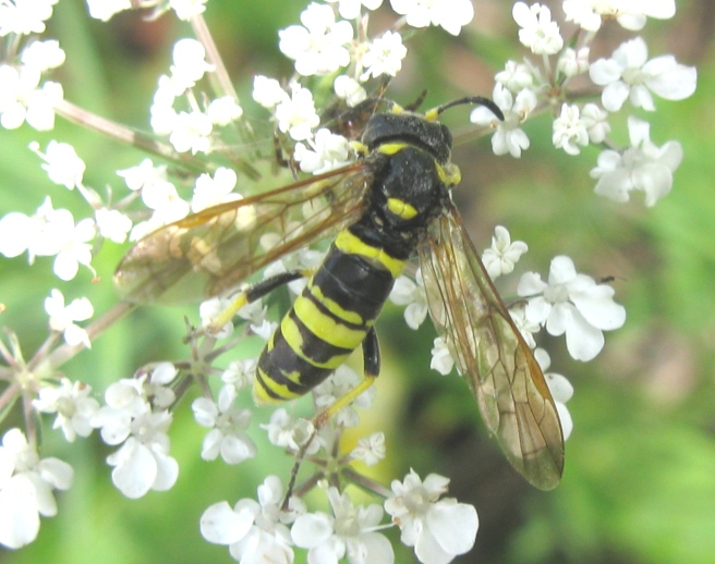 Tenthredinidae da determinare ?