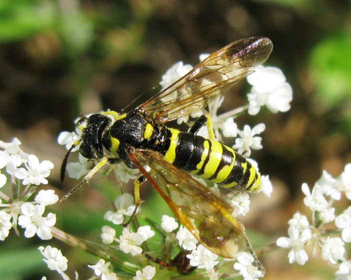 Tenthredinidae da determinare ?