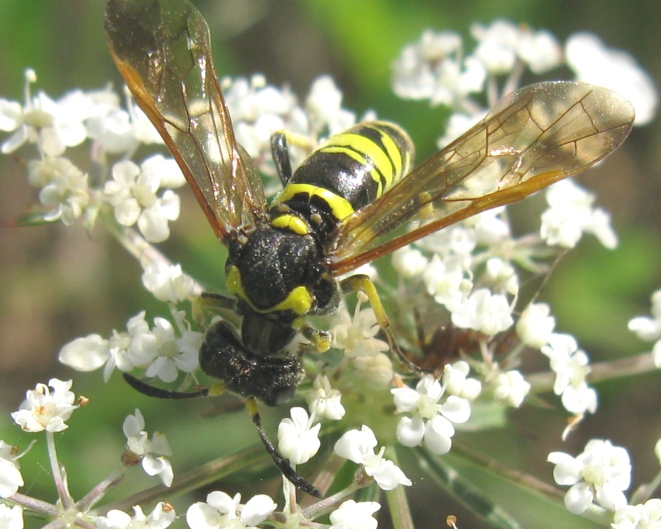 Tenthredinidae da determinare ?