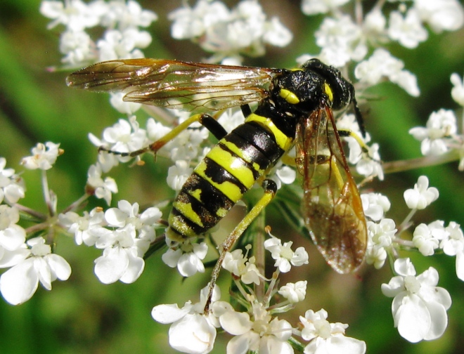 Tenthredinidae da determinare ?