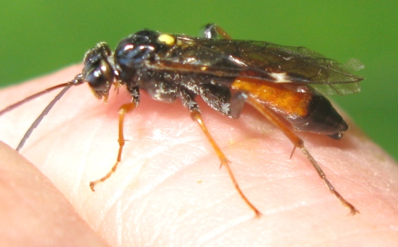 Ichneumonidae? No. Tenthredinidae: Tenthredopsis sp.