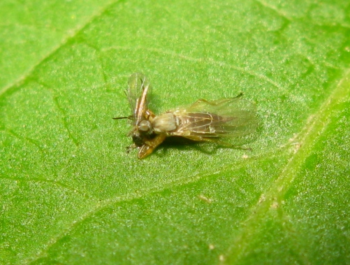 Hybotidae: Platypalpus sp.