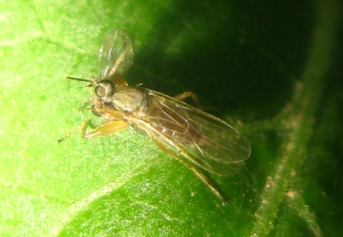 Hybotidae: Platypalpus sp.