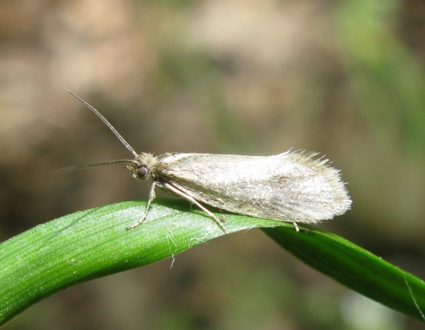 Glyphipterigidae - Glyphipterix fuscoviridella ?