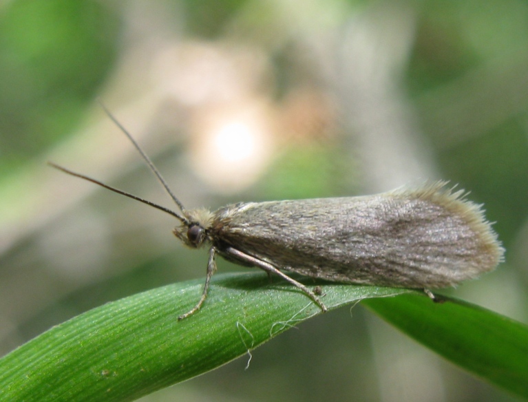 Glyphipterigidae - Glyphipterix fuscoviridella ?