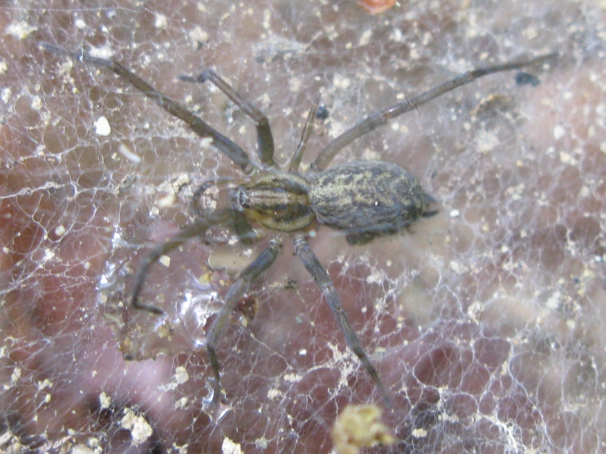 Tegenaria cf. atrica - Acquapendente (VT)