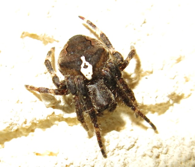 Araneus angulatus - Acquapendente (VT)