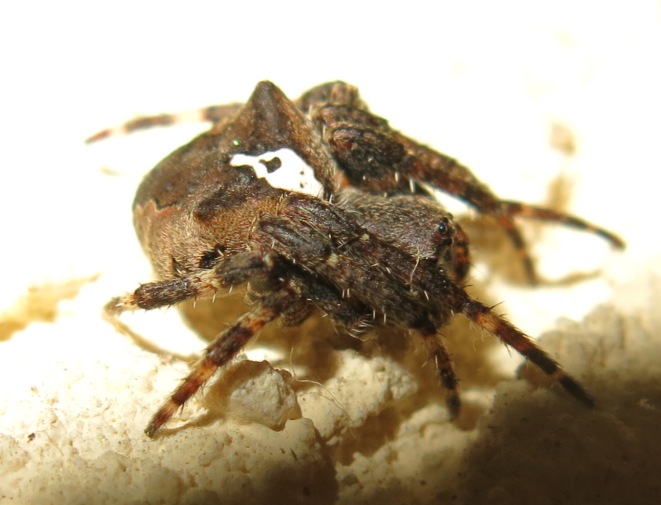 Araneus angulatus - Acquapendente (VT)