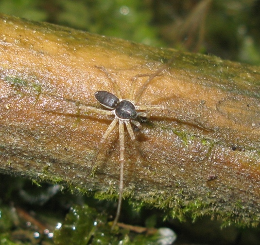 Philodromus dispar - Acquapendente (VT)