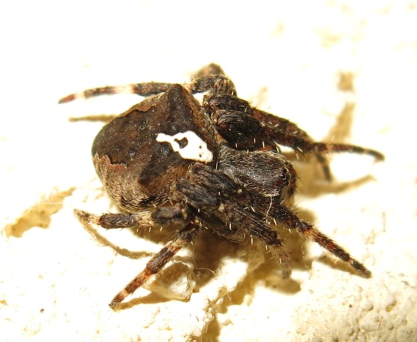 Araneus angulatus - Acquapendente (VT)