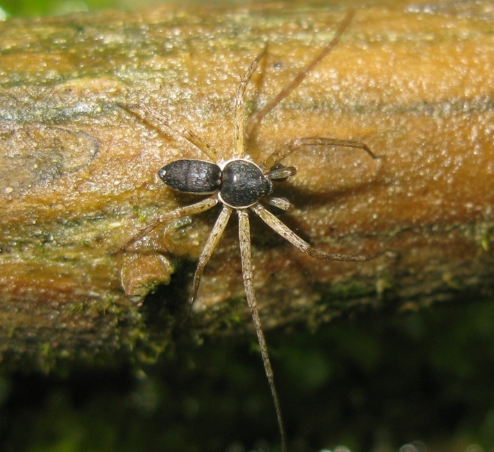 Philodromus dispar - Acquapendente (VT)