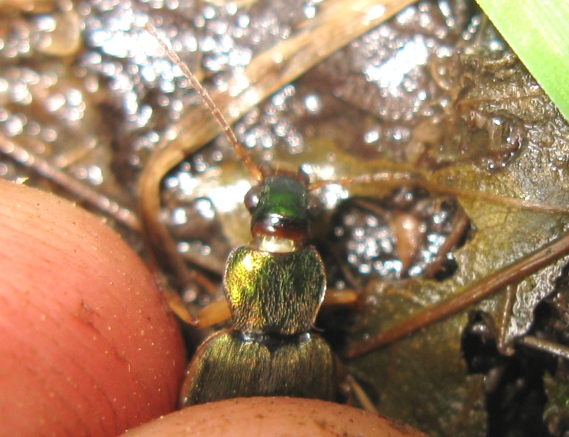 Carabidae verde con bordo chiaro da determinare ?