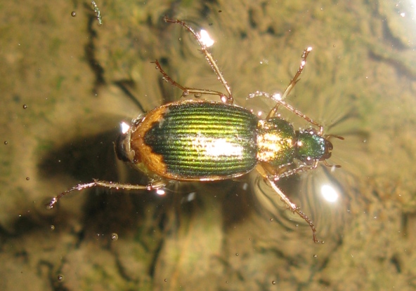 Carabidae verde con bordo chiaro da determinare ?