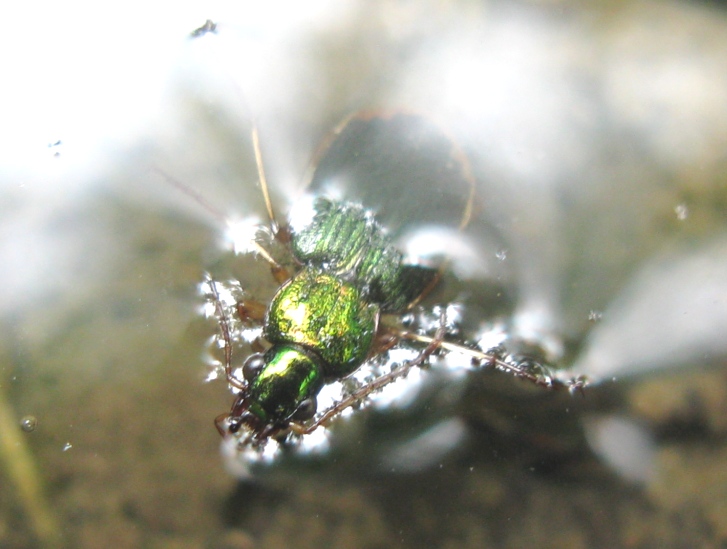 Carabidae verde con bordo chiaro da determinare ?