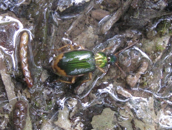 Carabidae verde con bordo chiaro da determinare ?