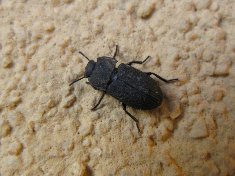 Tenebrionidae da determinare? 2