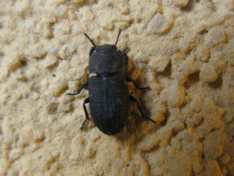 Tenebrionidae da determinare? 2