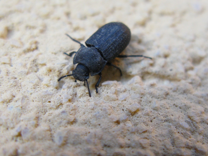 Tenebrionidae da determinare? 2