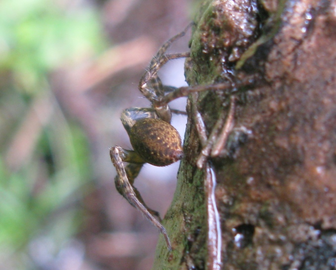 Trochosa sp. - Acquapendente (VT)